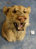 African Lion Shoulder Mount Taxidermy **TEXAS RESIDENTS ONLY**