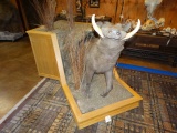 Outstanding African Warthog Full Body Mount in Habitat Taxidermy