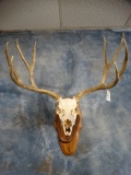 Nice! 5 x 4 Mule Deer Skull Taxidermy Mount