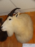 Boone & Crockett Rocky Mountain Goat Shoulder Mount Taxidermy