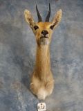 African Southern Mountain Reedbuck Shoulder Mount Taxidermy