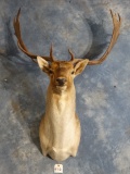 Awesome Gold Medal Fallow Deer Shoulder Mount Taxidermy