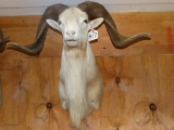 Pretty Texas Dall Sheep Ram Shoulder Mount Taxidermy