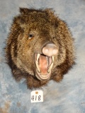 Brand New Javelina Shoulder Quality Mount Taxidermy