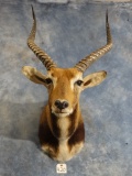 Record Class African Black Lechwe Shoulder Mount Taxidermy