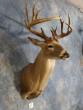 14 point Texas Whitetail Deer Shoulder Mount Taxidermy