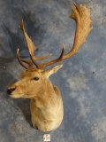 Nice Trophy Fallow Deer Shoulder Mount Taxidermy