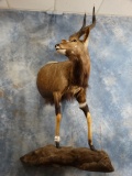 Beautiful Southern Nyala Antelope Half Body Mount Taxidermy