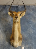 African Red Lechwe Shoulder Mount Taxidermy **TEXAS RESIDENTS ONLY**
