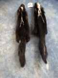 Two Tanned Skunk Skins Taxidermy ( 2 x $)