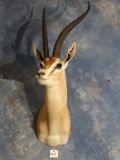 African Grants Gazelle Shoulder Mount Taxidermy