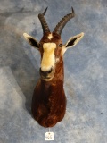Beautiful African Blesbuck Shoulder Mount Taxidermy
