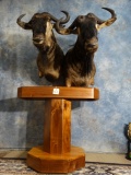 Pair of African Blue Wildebeest Shoulder Floor Pedestal Mount Taxidermy