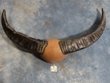 South Pacific Water Buffalo Mounted Horns Taxidermy
