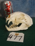 Cool Bobcat Skull Taxidermy