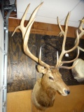 Giant 8 x 7 Tall Elk 390 gross Shoulder Mount Taxidermy