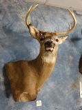 8 point Whitetail Deer Shoulder Mount Taxidermy