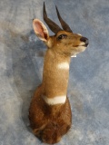Very African Cape Bushbuck Shoulder Mount Taxidermy