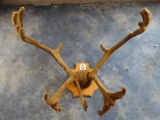 Mountain Caribou Antlers in Velvet Taxidermy on Wood Plaque