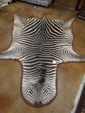 African Zebra Rug Taxidermy