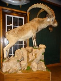 Cool Gobi Ibex Full Body Mount from Mongolia Taxidermy