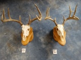 Two North Texas Whitetail Deer Skulls on Wall Pedestal Panels Taxidermy (2 x $)