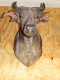 Awesome! Rare African Dwarf Forest Shoulder Mount Taxidermy