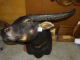 South Pacific Water Buffalo Shoulder Mount Taxidermy