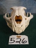 Good Mountain Lion Skull Taxidermy