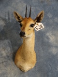 Quality African Southern Bush Duiker Shoulder Mount Taxidermy