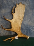 Canadian Moose Antler Shed Taxidermy