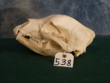 Large Black Bear Skull Taxidermy