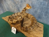 Cool Timber Rattle Snake Mount Taxidermy