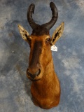 Record Book African Red Hartebeest Shoulder Mount Taxidermy