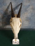 African Yellow Back Duiker Skull Taxidermy