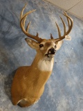 Nice North Texas 10 point Whitetail Deer Shoulder Mount Taxidermy