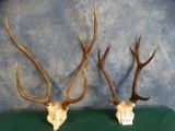 Two Asian Sika Deer Antlers Taxidermy ( 2 x $ )