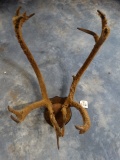 Small Caribou Rack in Velvet Taxidermy