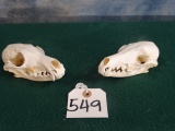 Two Fox Skulls Red & Gray Fox Taxidermy (2 x $ )