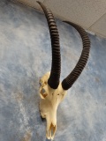 African Record Book Roan Antelope Skull Taxidermy