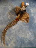 Vintage Lady Amherst's Pheasant Bird Mount Taxidermy