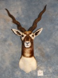 Pretty Blackbuck Antelope Shoulder Mount Taxidermy