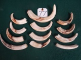 Twelve African Warthog Ivory Tusk Taxidermy (12 x $)