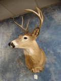 10 point Georgia Whitetail Deer Shoulder Mount Taxidermy