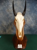 Big Nilgai Antelope Skull on Table Pedestal Taxidermy