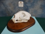 African Leopard Skull Mount Taxidermy **Texas Residents Only**