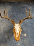 12 point Whitetail Deer Skull on Wall Pedestal Panel Taxidermy