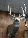Outstanding 6 x 5 Wyoming Mule Deer Shoulder Mount Taxidermy