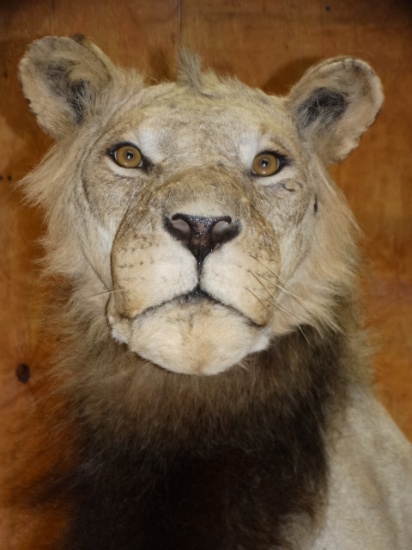 Taxidermy Artifact and Collectibles Auction