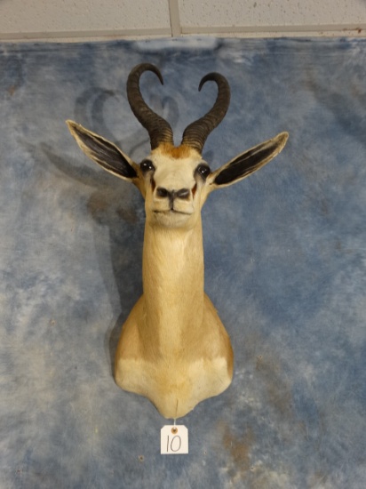 African Kalahari Springbuck Gazelle Shoulder Mount Taxidermy